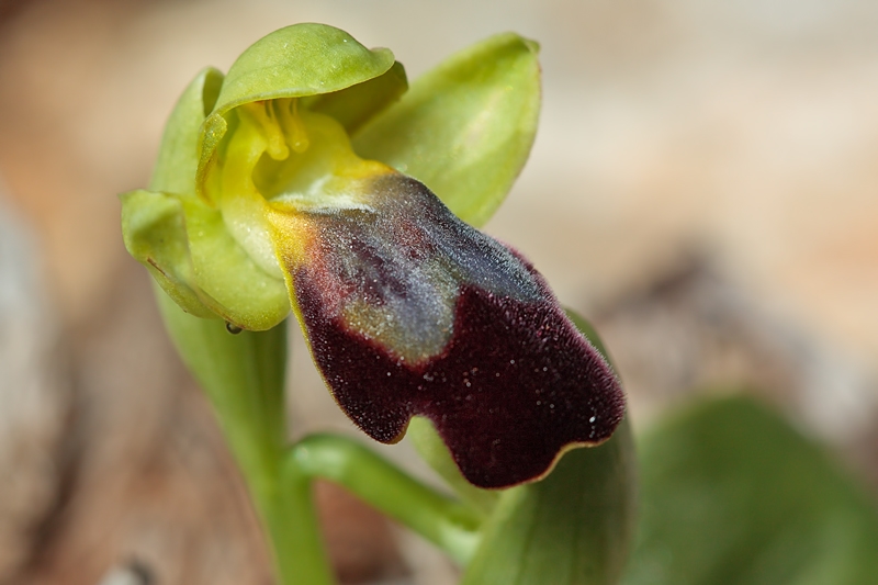 Orchids from Malta